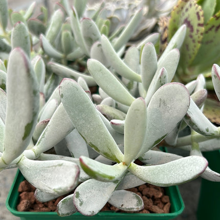 Cotyledon arbiculata 'Silver peak'