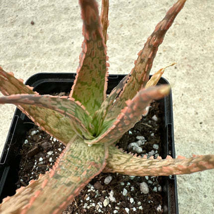 Aloe 'Green Sand’ | Aloe 'Vito' Aloe híbrido KG