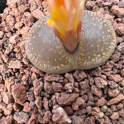 Lithops aucampiae ‘Kuruman Form’ C332