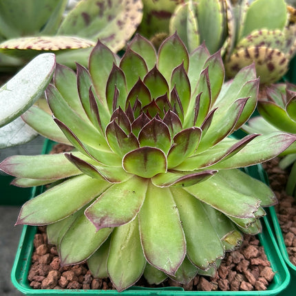 Sempervivum tectorum