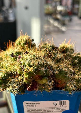 Mammillaria surculosa