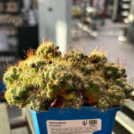 Mammillaria surculosa