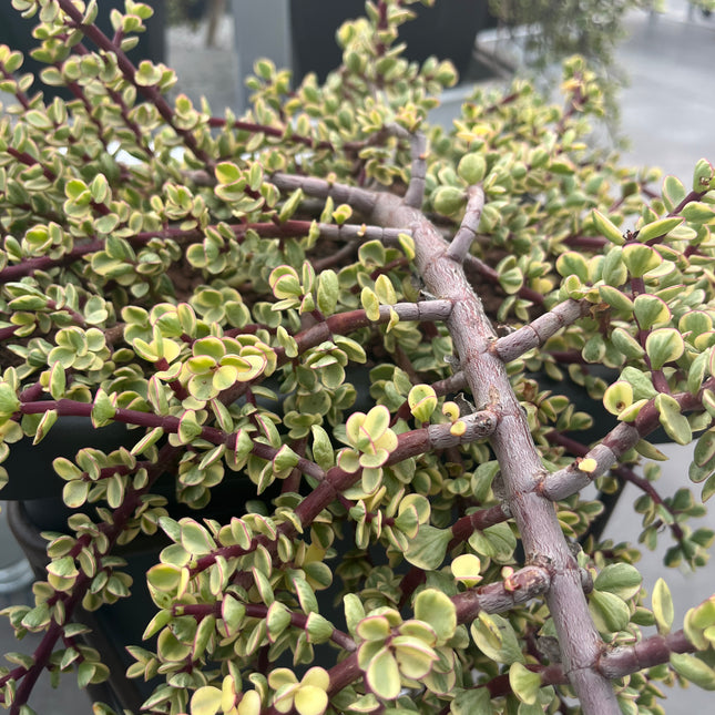 Portulacaria afra f. variieren