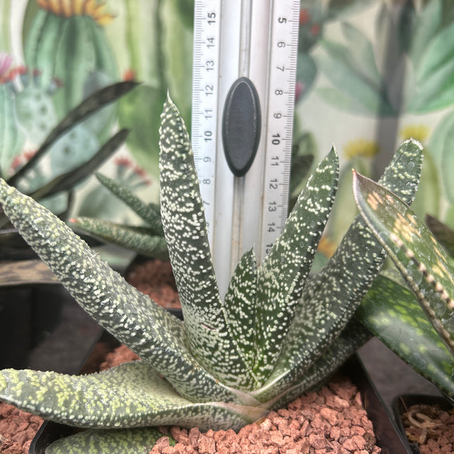 Gasteria carinata var. verrucosa