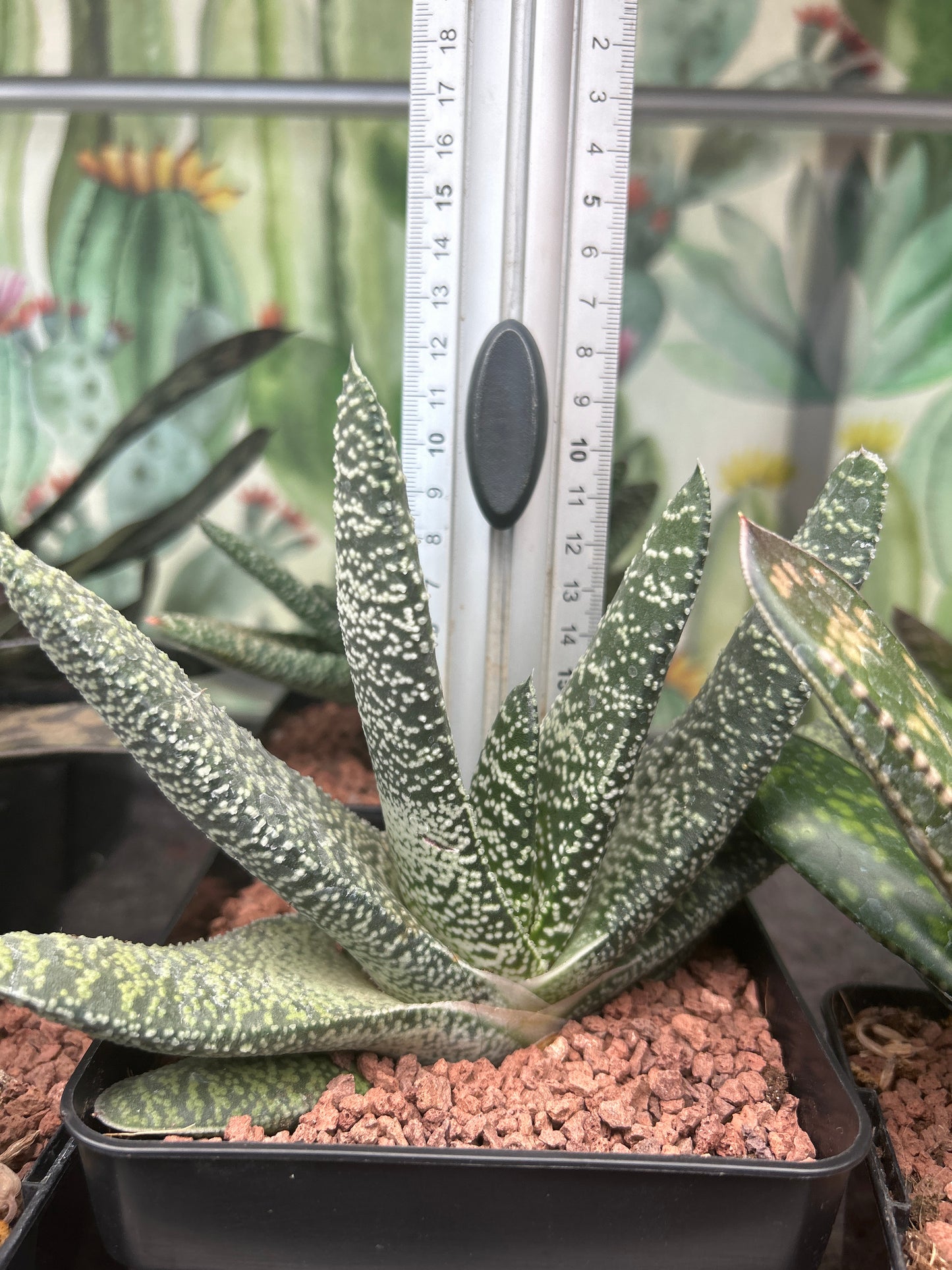 Gasteria carinata var. verrucosa