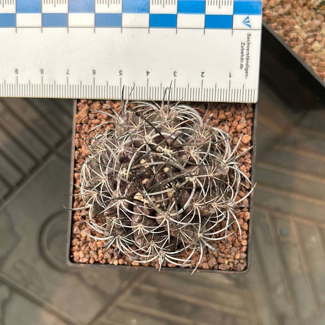 Neoporteria taltalensis