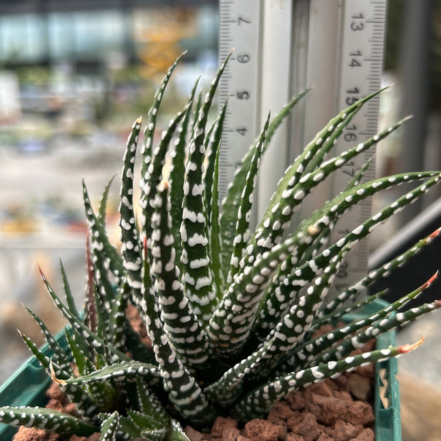 Haworthiopsis 'Krausli'