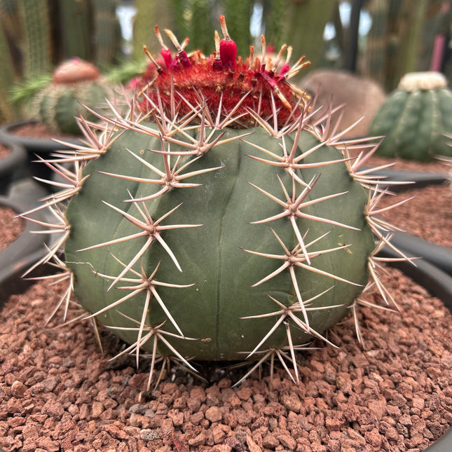 Melocactus rubrispinus