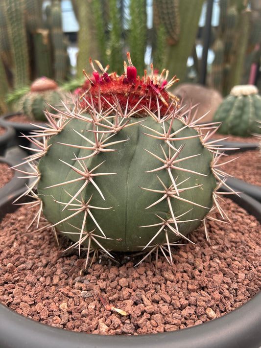 Melocactus rubrispinus