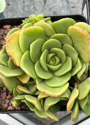 Aeonium Castello-Paivae var. Sarae