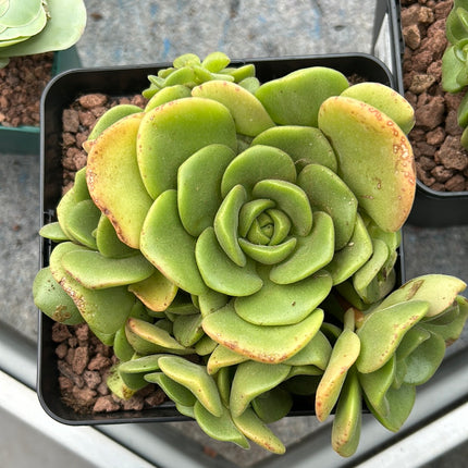 Aeonium Castello-Paivae var. Sarae