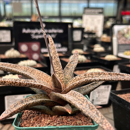 x Gasterworthia 'Fandango'