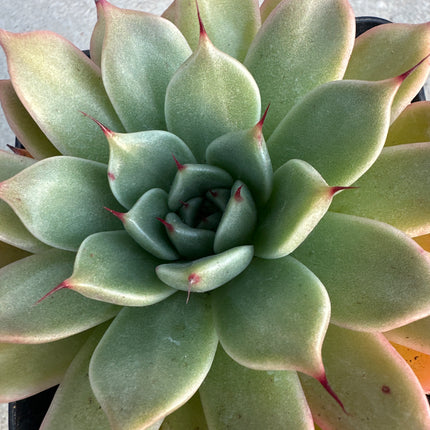 xGraptoveria 'Fianna' | La joya de dos linajes