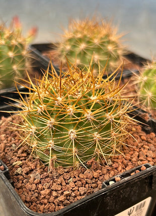 Lobivia (Echinopsis) bruchii