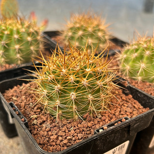 Soehrensia (Lobivia) bruchii