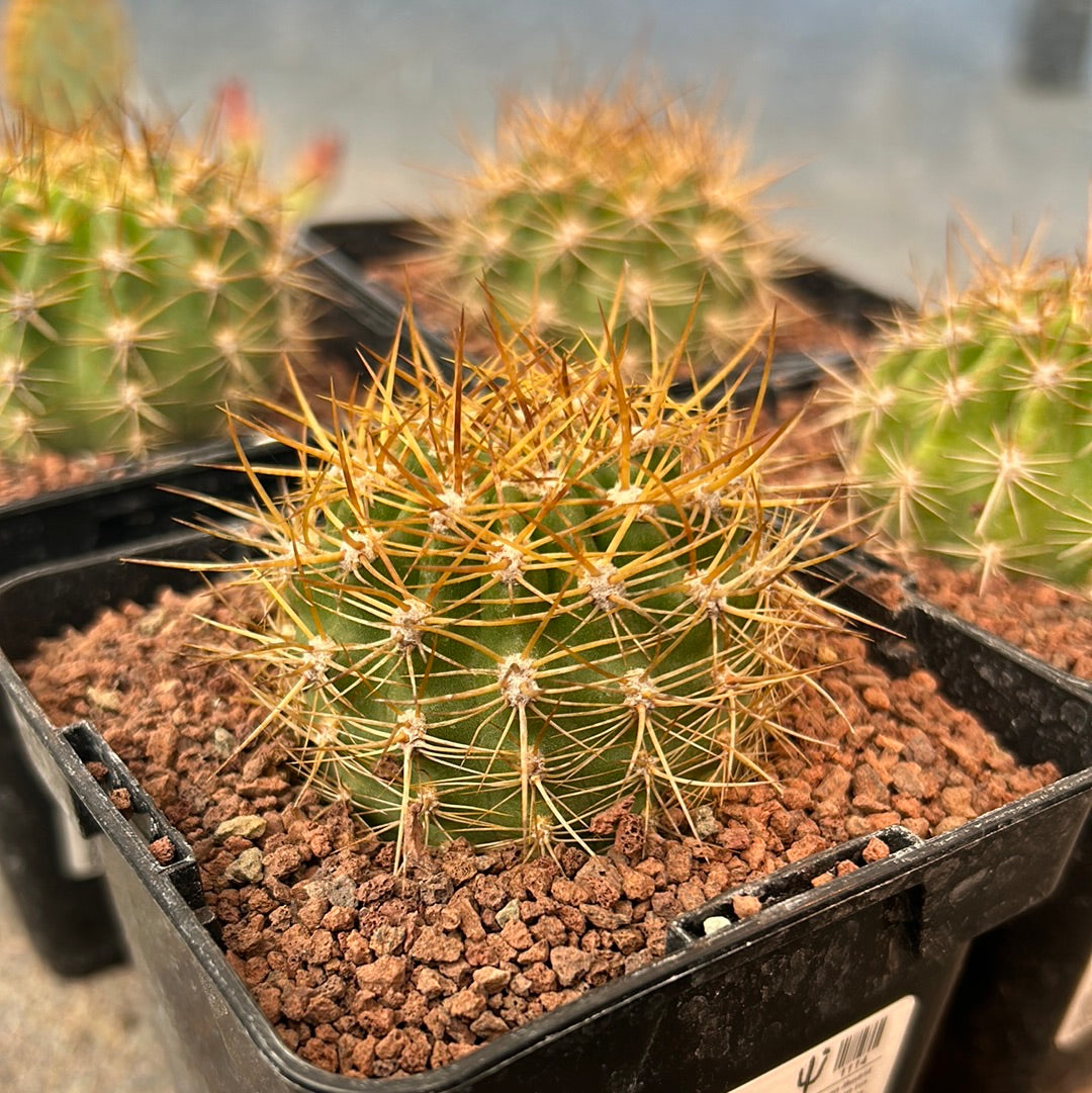 Lobivia (Echinopsis) bruchii