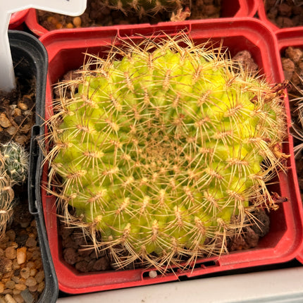 Weingartia mentosa var. flavispina