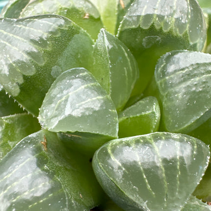 Haworthia retusa var. mutica