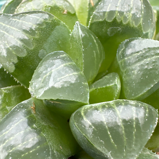 Haworthia retusa var. mutica | Jade Window Haworthia