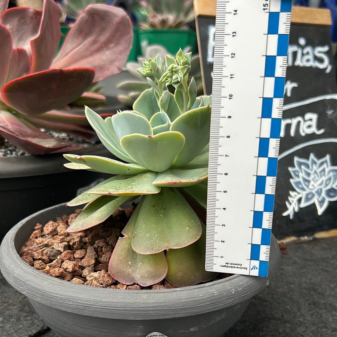 Echeveria secunda