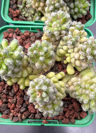 Anacampseros filamentosa var. tomentosa