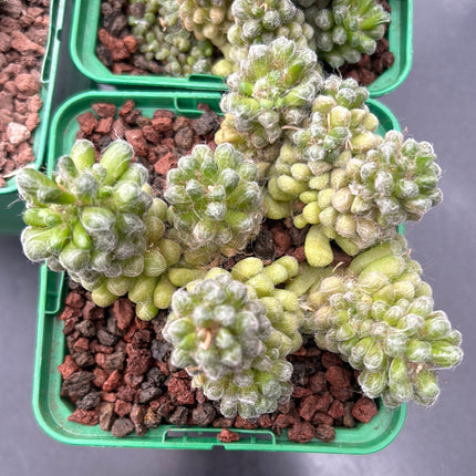 Anacampseros filamentosa var. tomentosa