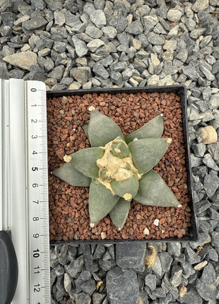 Ariocarpus retusus CITES P-IT-1006
