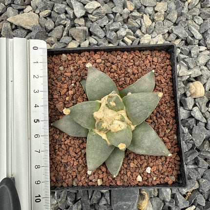 Ariocarpus retusus CITES P-IT-1006