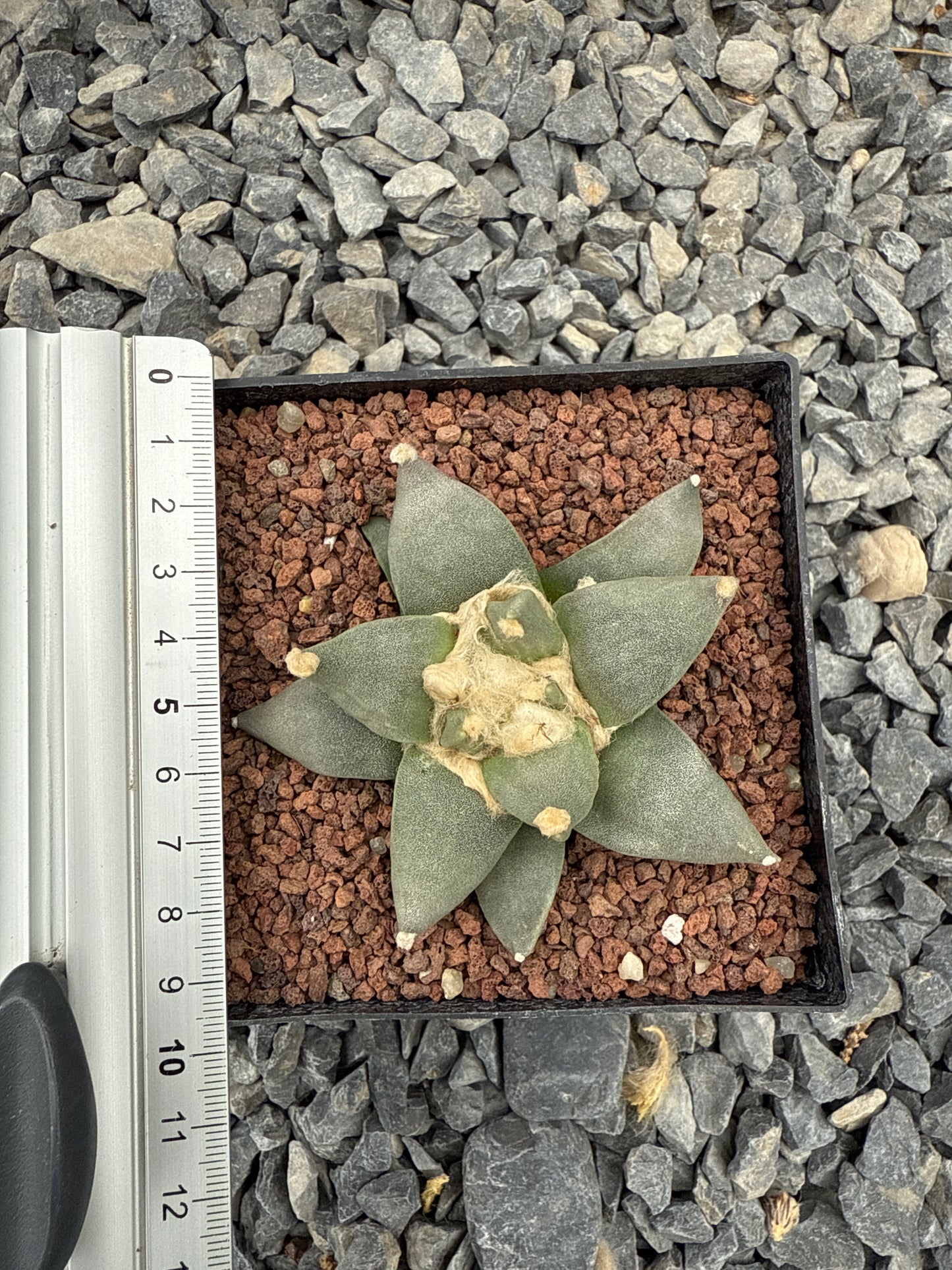 Ariocarpus retusus CITES P-IT-1006