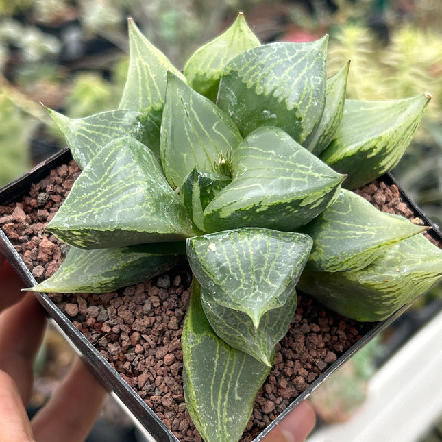 Haworthia emelyae var. Comptoniana Lebenslauf. Urahnnya