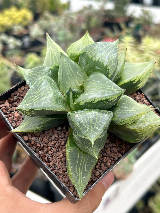 Haworthia cv. 'Urahnnya'