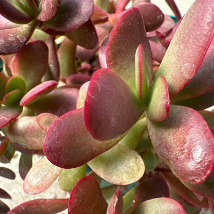 Crassula nudicaulis var. platyphylla ‘Burgundy’| Crassula Burgundy (copia)