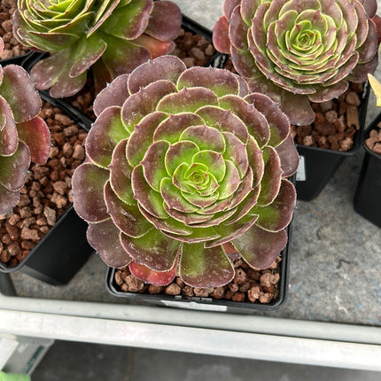 Aeonium 'Madeira rose'