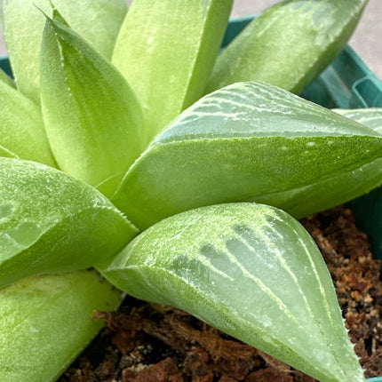 Haworthia turgida | Haworthia de Langeberg