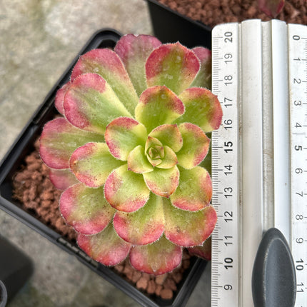 Aeonium 'Mardi gras'