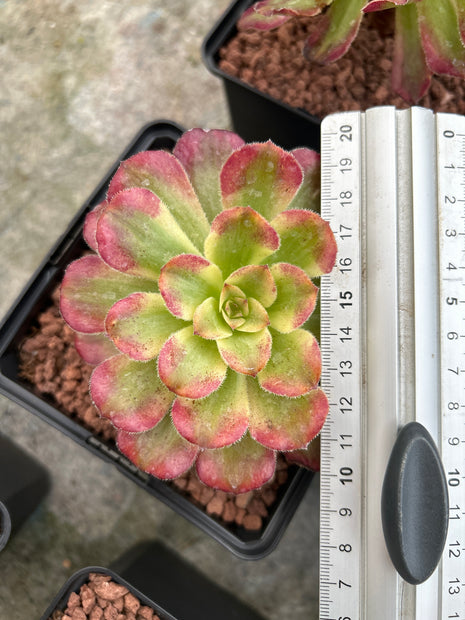 Aeonium 'Mardi gras'