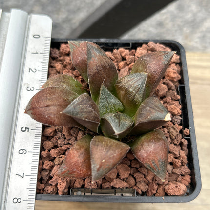Haworthia 'Schokolade'