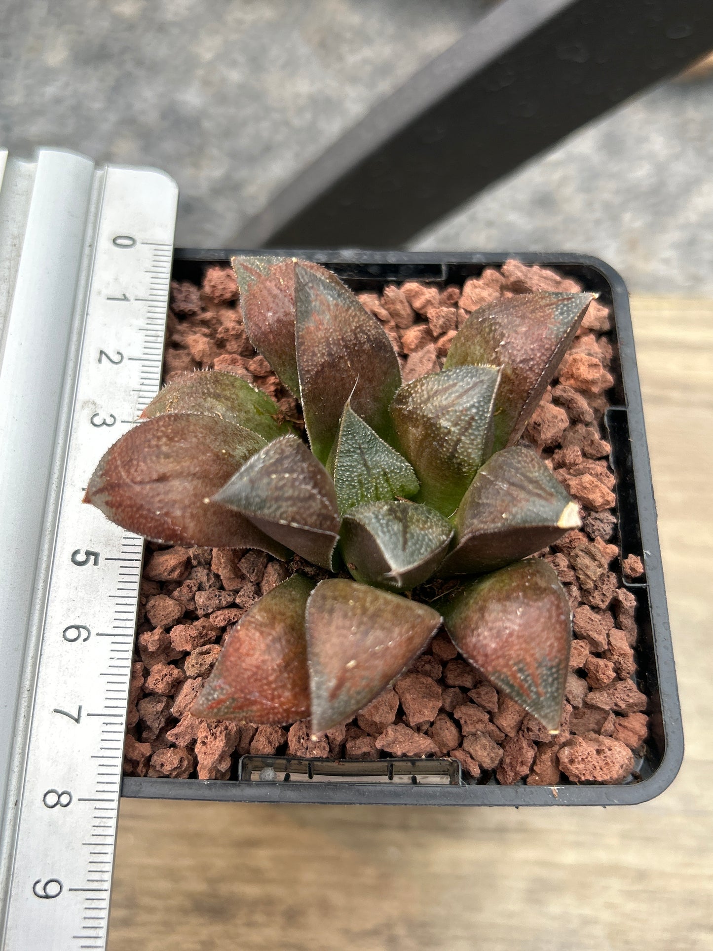 Haworthia 'Chocolate'