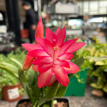 Schlumbergera truncata