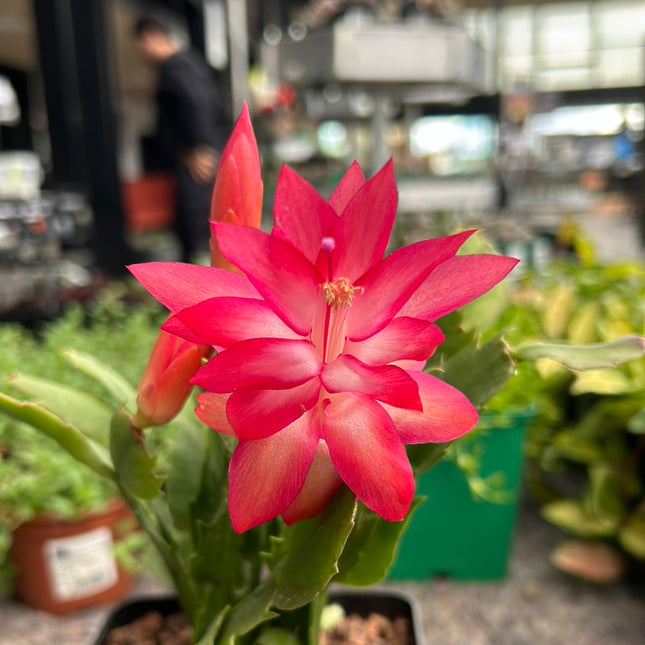 Schlumbergera truncata