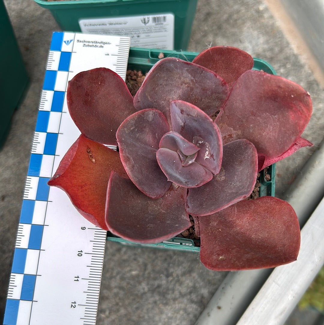 Echeveria 'Saigon'