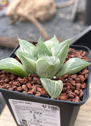 Haworthia 'Milky Way'