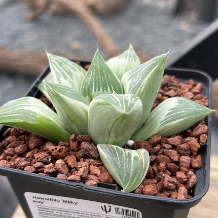 Haworthia „Milchstraße“