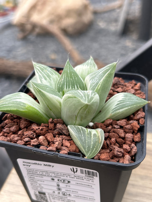 Haworthia 'Milky Way'