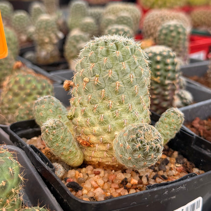 Aylostera pulvinosa