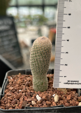 Epithelantha polycephala