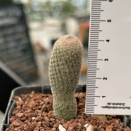 Epithelantha polycephala