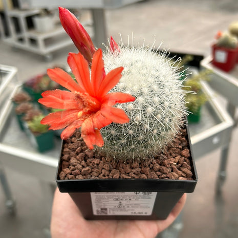 Mammillaria senilis