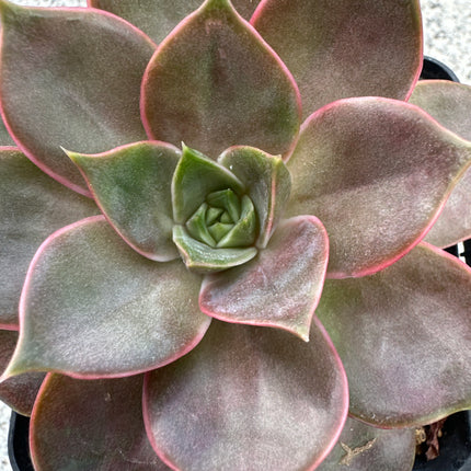 Echeveria 'Crimson' | The Crimson Rosette
