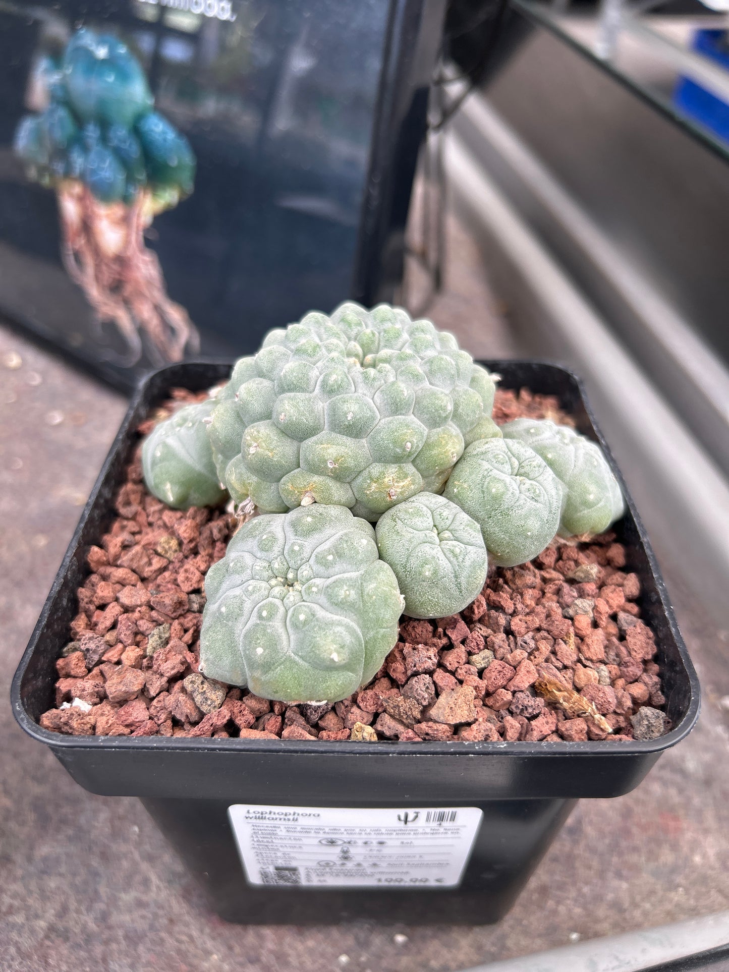 Lophophora williamsii (Peyote)